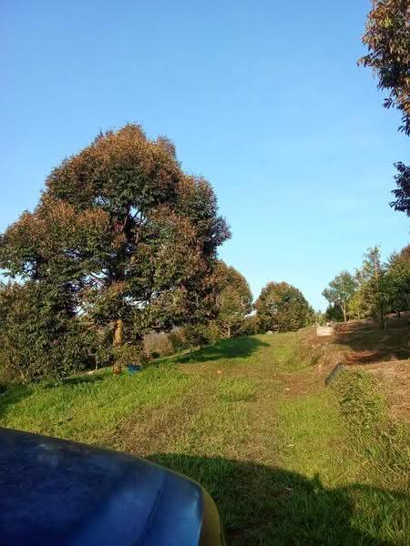 Agricultural Land for Sale in Kampung Padang Manggis (Pekan) - Melinda Goh - Exterior - PropertyGuru.com.my