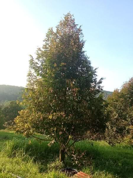 Agricultural Land for Sale in Kampung Padang Manggis (Pekan) - Melinda Goh - Exterior - PropertyGuru.com.my