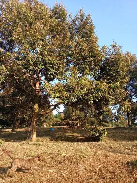 Agricultural Land for Sale in Kampung Padang Manggis (Pekan) - Melinda Goh - Exterior - PropertyGuru.com.my