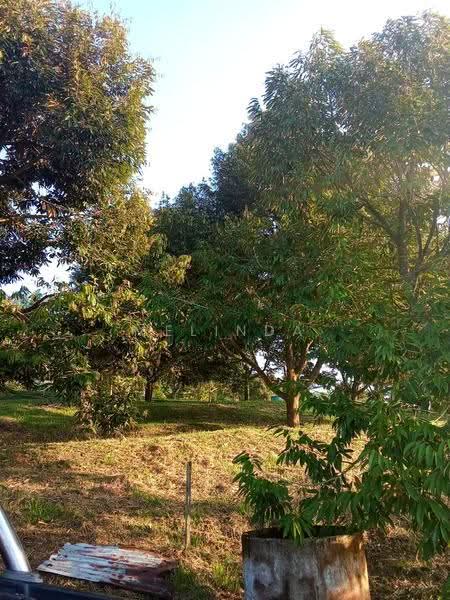 Agricultural Land for Sale in Kampung Padang Manggis (Pekan) - Melinda Goh - Garden - PropertyGuru.com.my