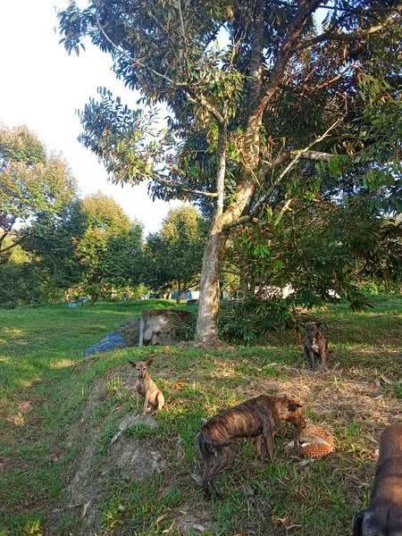 Agricultural Land for Sale in Kampung Padang Manggis (Pekan) - Melinda Goh - Garden - PropertyGuru.com.my