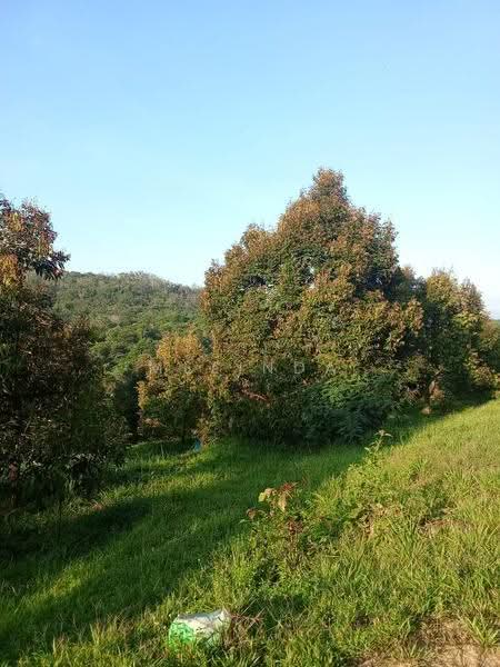 Agricultural Land for Sale in Kampung Padang Manggis (Pekan) - Melinda Goh - PropertyGuru.com.my