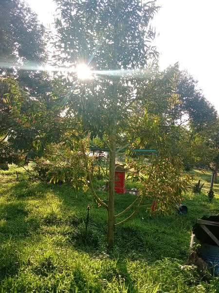 Agricultural Land for Sale in Kampung Padang Manggis (Pekan) - Melinda Goh - PropertyGuru.com.my