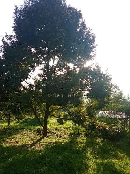 Agricultural Land for Sale in Kampung Padang Manggis (Pekan) - Melinda Goh - PropertyGuru.com.my