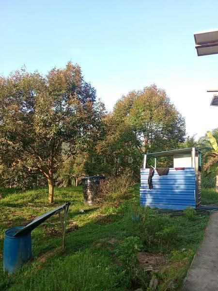 Agricultural Land for Sale in Kampung Padang Manggis (Pekan) - Melinda Goh - PropertyGuru.com.my