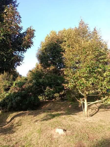 Agricultural Land for Sale in Kampung Padang Manggis (Pekan) - Melinda Goh - PropertyGuru.com.my