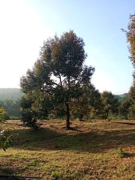 Agricultural Land for Sale in Kampung Padang Manggis (Pekan) - Melinda Goh - PropertyGuru.com.my