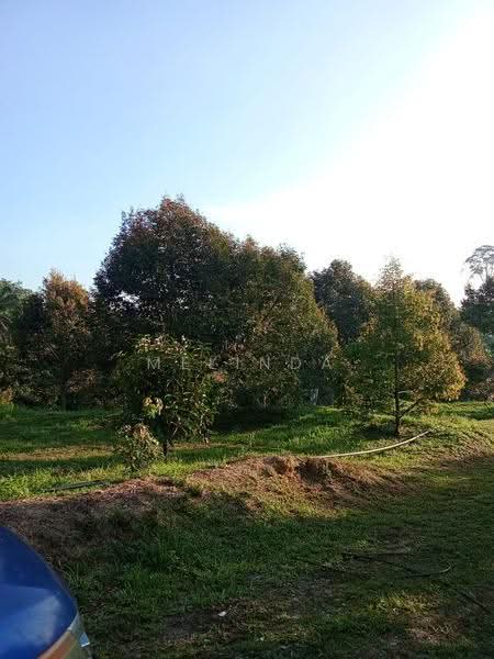 Agricultural Land for Sale in Kampung Padang Manggis (Pekan) - Melinda Goh - PropertyGuru.com.my