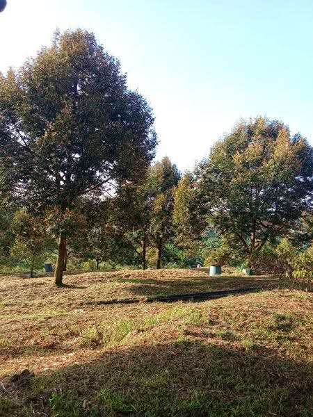 Agricultural Land for Sale in Kampung Padang Manggis (Pekan) - Melinda Goh - PropertyGuru.com.my