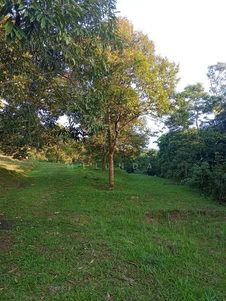 Agricultural Land for Sale in Kampung Padang Manggis (Pekan) - Melinda Goh - PropertyGuru.com.my