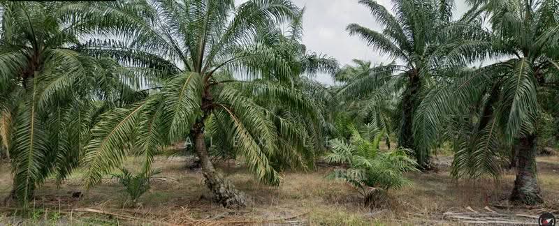 Tanah Kediaman untuk Dijual di Kuala Selangor (Selangor) - Alex Lee - Exterior - PropertyGuru.com.my