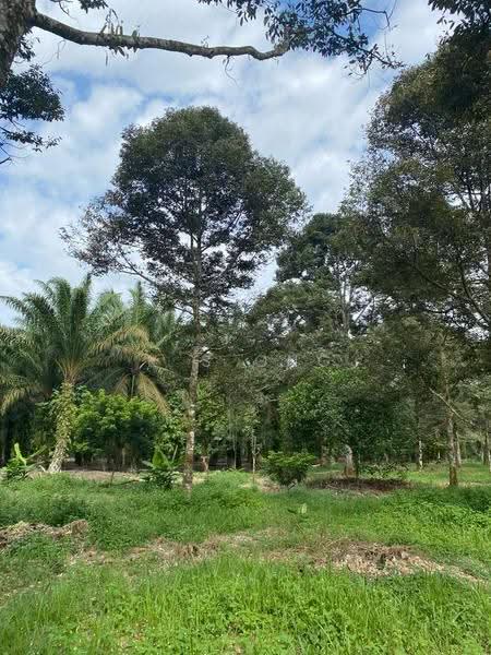 Agricultural Land for Sale in Bandar Pontian (Pontian) - K S Ong - Garden - PropertyGuru.com.my