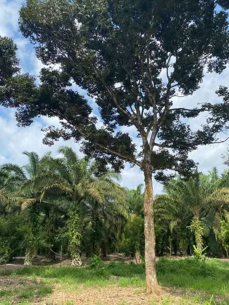 Agricultural Land for Sale in Bandar Pontian (Pontian) - K S Ong - Exterior - PropertyGuru.com.my