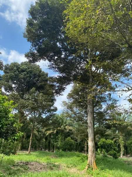 Agricultural Land for Sale in Bandar Pontian (Pontian) - K S Ong - Garden - PropertyGuru.com.my