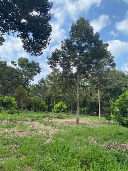 Agricultural Land for Sale in Bandar Pontian (Pontian) - K S Ong - Garden - PropertyGuru.com.my