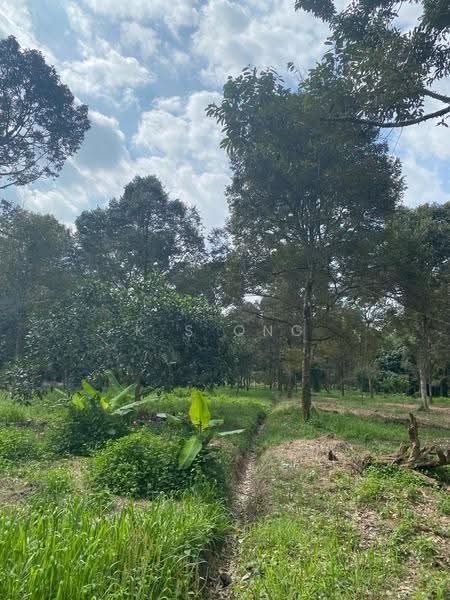 Agricultural Land for Sale in Bandar Pontian (Pontian) - K S Ong - Garden - PropertyGuru.com.my