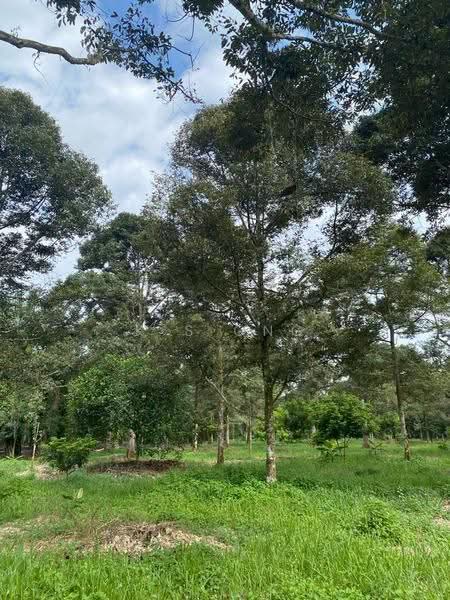 Agricultural Land for Sale in Bandar Pontian (Pontian) - K S Ong - Garden - PropertyGuru.com.my