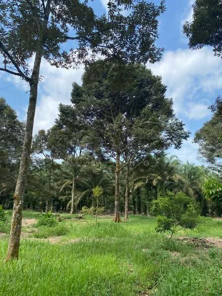 Agricultural Land for Sale in Bandar Pontian (Pontian) - K S Ong - Garden - PropertyGuru.com.my