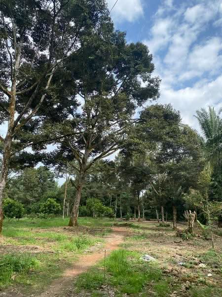 Agricultural Land for Sale in Bandar Pontian (Pontian) - K S Ong - Garden - PropertyGuru.com.my