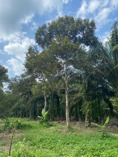 Agricultural Land for Sale in Bandar Pontian (Pontian) - K S Ong - Garden - PropertyGuru.com.my