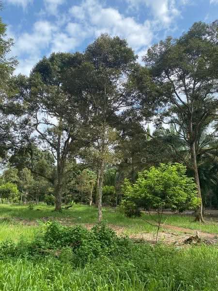 Agricultural Land for Sale in Bandar Pontian (Pontian) - K S Ong - Garden - PropertyGuru.com.my
