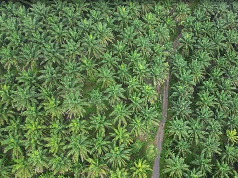Agricultural Land for Sale in Kluang (Johor) - Jessie Tan - Exterior - PropertyGuru.com.my