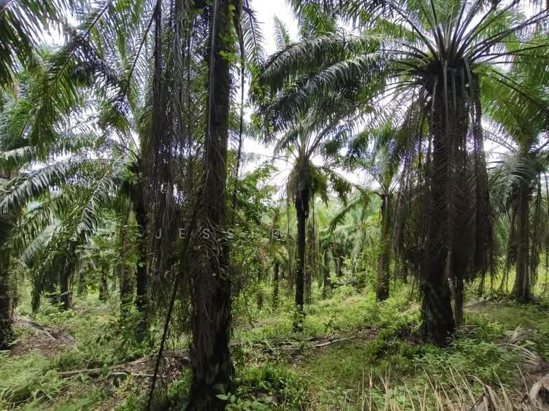 Agricultural Land for Sale in Kluang (Johor) - Jessie Tan - Exterior - PropertyGuru.com.my
