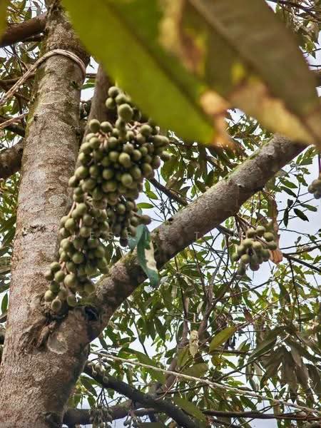 Agricultural Land for Sale in Kluang (Johor) - Jessie Tan - PropertyGuru.com.my