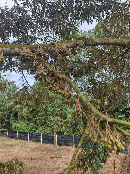 Agricultural Land for Sale in Kluang (Johor) - Jessie Tan - Exterior - PropertyGuru.com.my