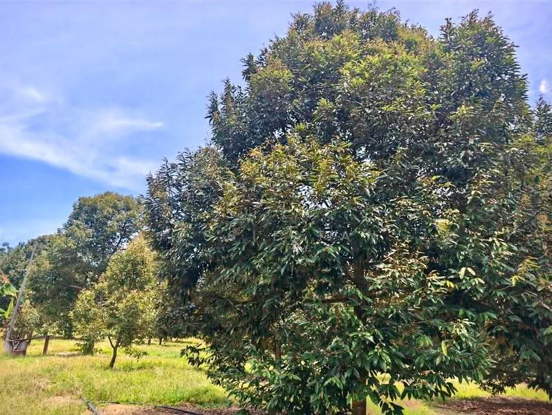 Agricultural Land for Sale in Kluang (Johor) - Jessie Tan - Garden - PropertyGuru.com.my