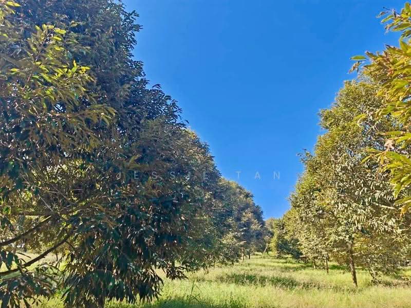 Agricultural Land for Sale in Kluang (Johor) - Jessie Tan - Garden - PropertyGuru.com.my