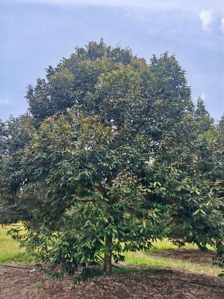 Agricultural Land for Sale in Kluang (Johor) - Jessie Tan - Exterior - PropertyGuru.com.my