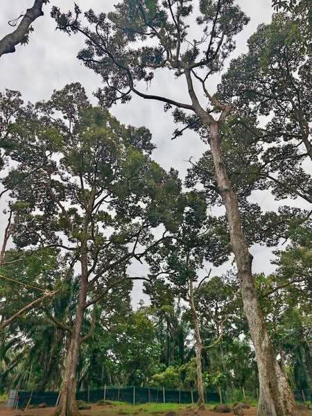 Agricultural Land for Sale in Yong Peng (Johor) - Jessie Tan - Garden - PropertyGuru.com.my