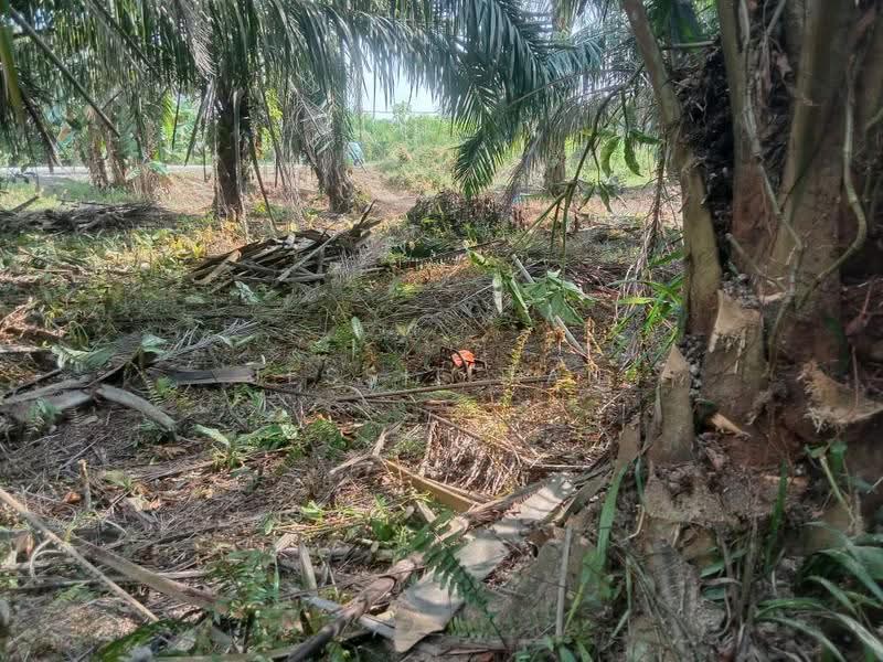 Agricultural Land for Sale in Pontian (Johor) - Jessie Tan - Exterior - PropertyGuru.com.my
