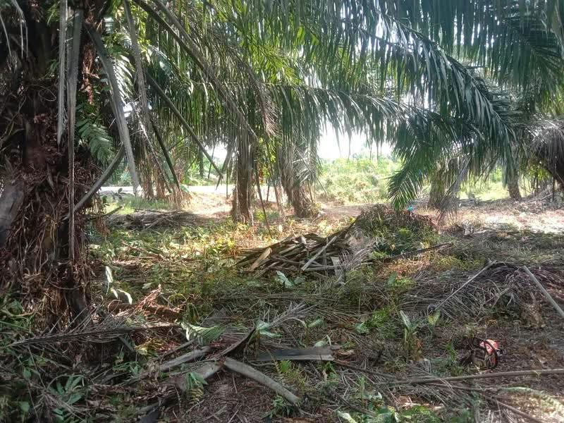 Agricultural Land for Sale in Pontian (Johor) - Jessie Tan - Exterior - PropertyGuru.com.my
