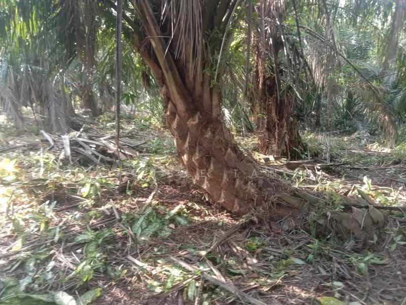 Agricultural Land for Sale in Pontian (Johor) - Jessie Tan - Exterior - PropertyGuru.com.my