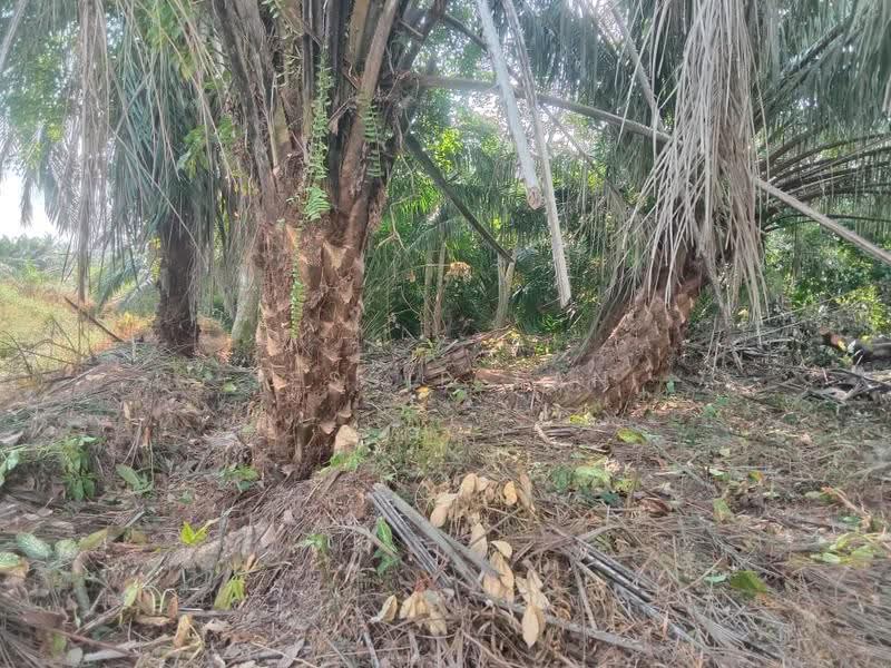 Agricultural Land for Sale in Pontian (Johor) - Jessie Tan - Exterior - PropertyGuru.com.my