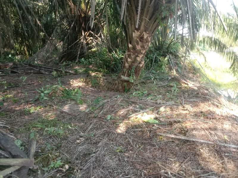 Agricultural Land for Sale in Pontian (Johor) - Jessie Tan - Exterior - PropertyGuru.com.my