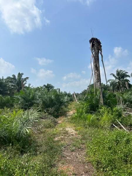 Agricultural Land for Sale in Pontian (Johor) - Jessie Tan - Exterior - PropertyGuru.com.my