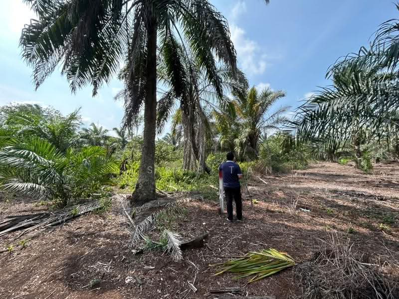 Agricultural Land for Sale in Pontian (Johor) - Jessie Tan - Exterior - PropertyGuru.com.my