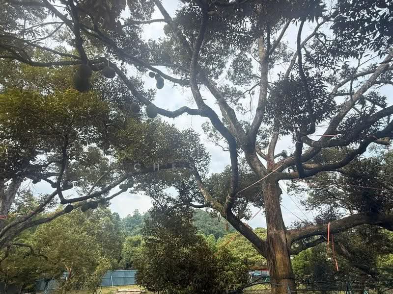 Tanah Pertanian untuk Dijual di Raub (Pahang) - Chester Cheng - Exterior - PropertyGuru.com.my
