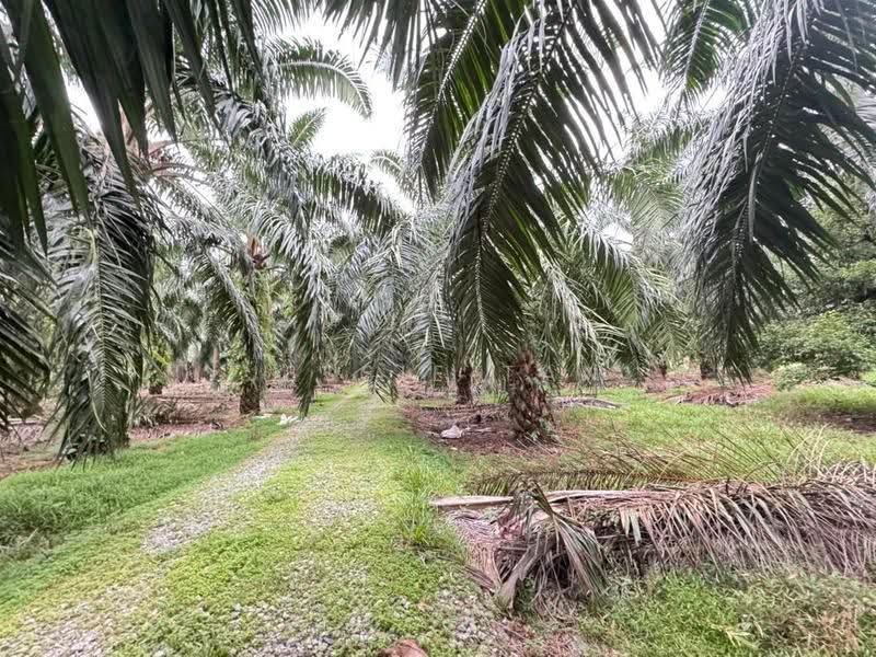 Tanah Pertanian untuk Dijual di Gelang Patah (Johor) - Jessie Tan - Garden - PropertyGuru.com.my