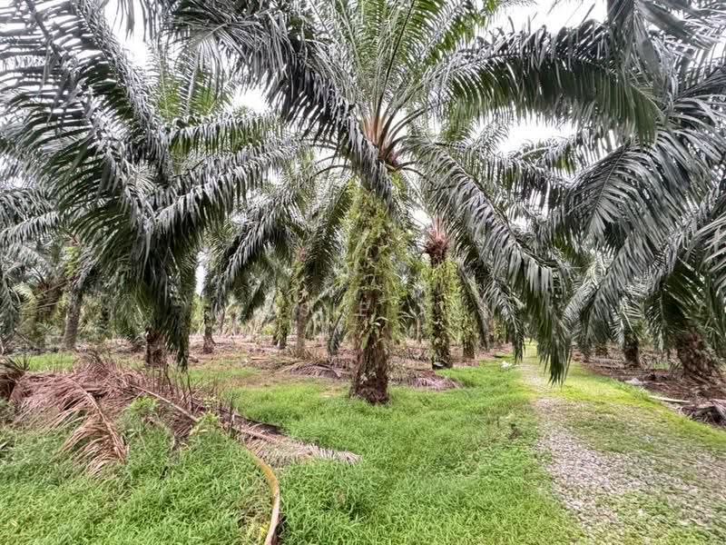 Tanah Pertanian untuk Dijual di Gelang Patah (Johor) - Jessie Tan - Garden - PropertyGuru.com.my