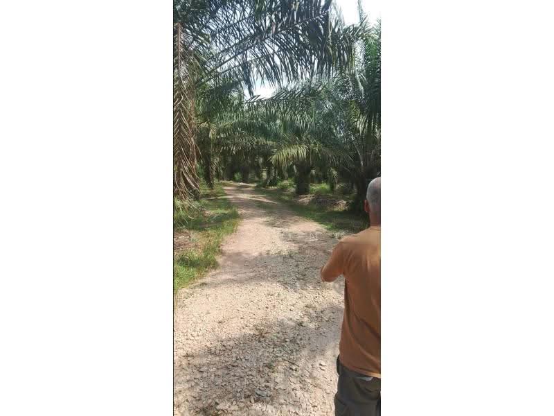 Tanah Pertanian untuk Dijual di Bandar Pontian (Pontian) - K S Ong - Exterior - PropertyGuru.com.my