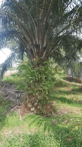 Tanah Pertanian untuk Dijual di Bandar Pontian (Pontian) - K S Ong - Exterior - PropertyGuru.com.my