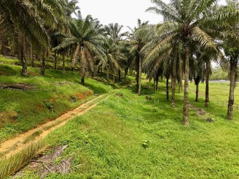 Tanah Pertanian untuk Dijual di Segamat (Segamat) - Peggy Lim - Exterior - PropertyGuru.com.my