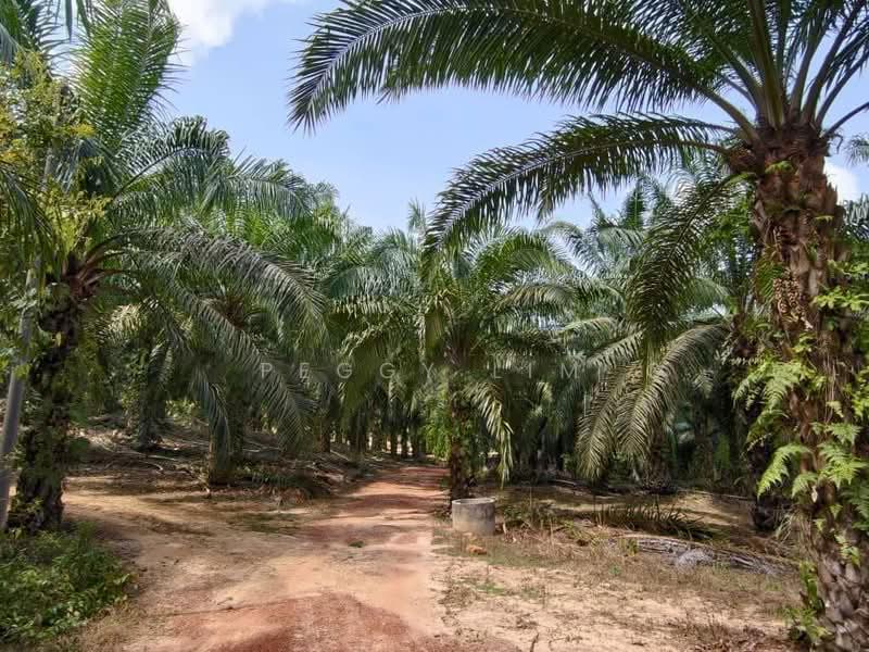 Tanah Pertanian untuk Dijual di Segamat (Segamat) - Peggy Lim - Garden - PropertyGuru.com.my