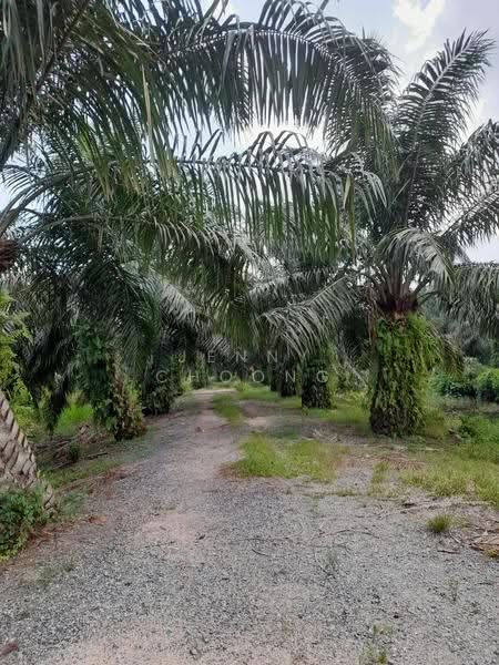 Agricultural Land for Sale in Kuala Kangsar (Perak) - Jenny Choong - Exterior - PropertyGuru.com.my
