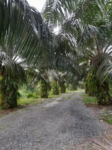 Agricultural Land for Sale in Kuala Kangsar (Perak) - Jenny Choong - Exterior - PropertyGuru.com.my