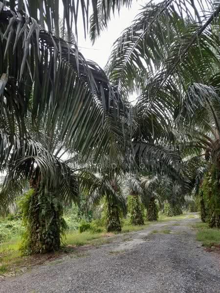 Agricultural Land for Sale in Kuala Kangsar (Perak) - Jenny Choong - Exterior - PropertyGuru.com.my